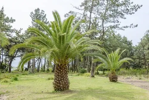 Palmera datilera de Canarias