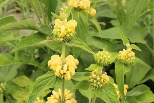 Syrian fireweed: Robust garden favorite with charm