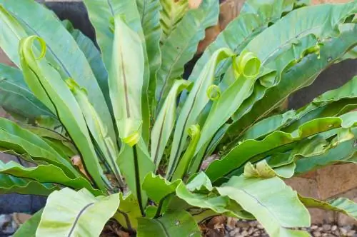 Asplenium nidus