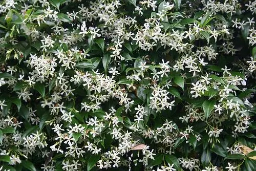 Trachelospermum jasminoides