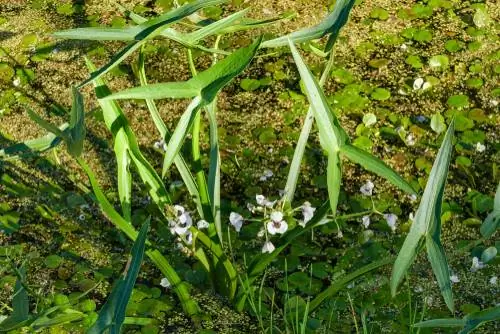 Sagittaria sagittifolia