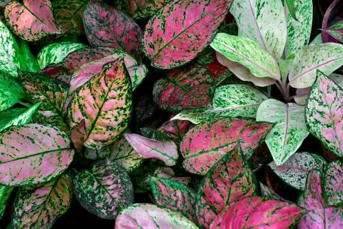 Calabaza: Planta de interior con hojas de colores atractivos