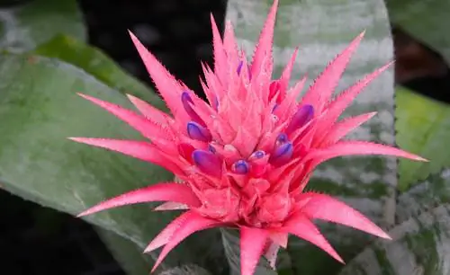 Aechmea: Ang kaakit-akit na lance rosette bilang isang houseplant