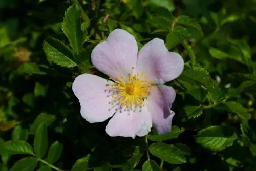 Rosa canina