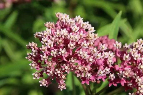 Milkweed di taman: Spesies kuat & perawatannya