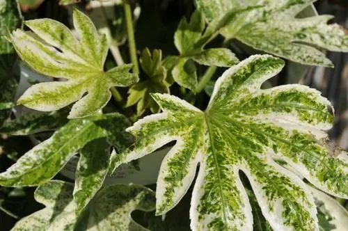 የቤት ውስጥ Aralia Spiderweb