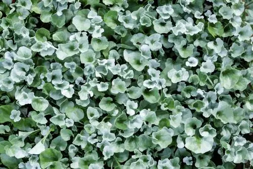 Dichondra argentea