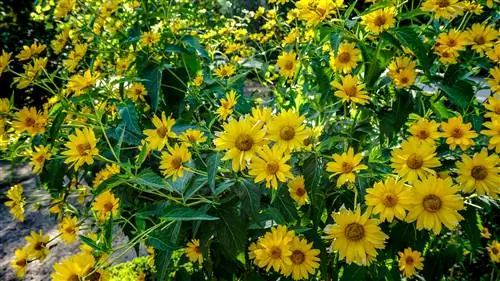 Helianthus decapetalus