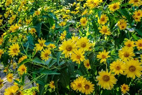 Plant en versorging van meerjarige sonneblomme: Dit is hoe dit werk