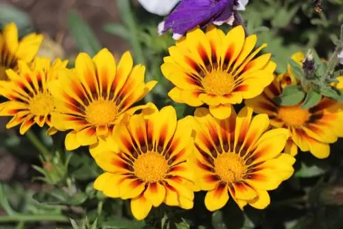 Flores douradas do meio-dia: Plante gazanias corretamente e hiberne-as