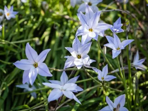 Sterbloem: Veelzijdige voorjaarsbloeier voor perken en balkons