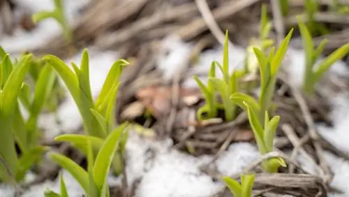 Graminées ornementales récurrentes : Quand commencent leurs nouvelles pousses ?