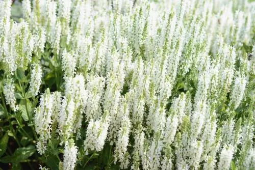 Ornamental sage species