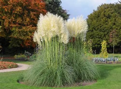 Siergrassen planten