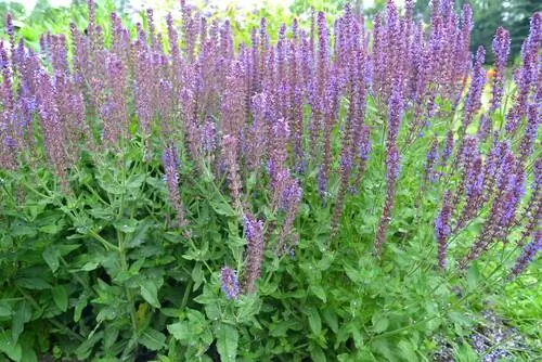 Cortar salvia ornamental: así se favorece una segunda floración