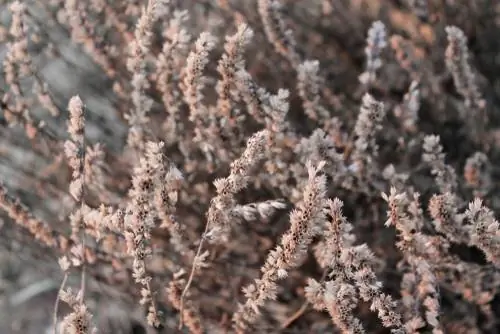 Salvia ornamental en invierno