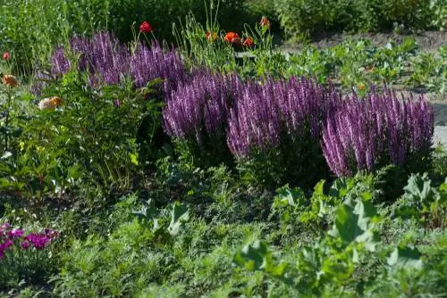 Siersalie in die tuin