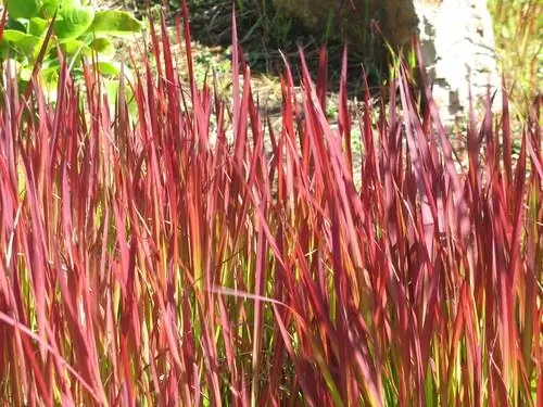 Poda de pasto de sangre