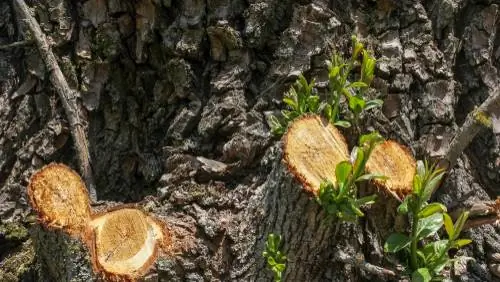 Rezanje viseće vrbe: Kako postići savršeno orezivanje