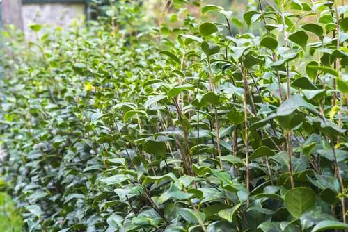 Camellia pruning