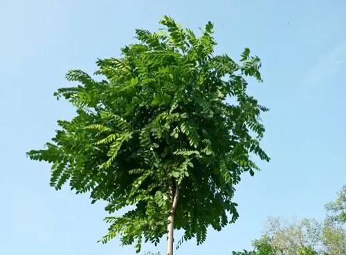 Golyós robinia metszés