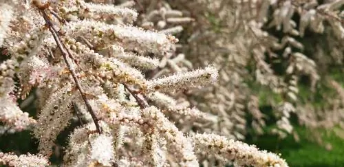 Sny tamarisk: Hoe en wanneer vir weelderige blomme?