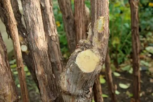 Pemangkasan melati di pertanian