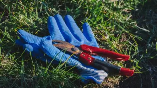 Tallar plantes perennes a la tardor: consells i instruccions pràctiques