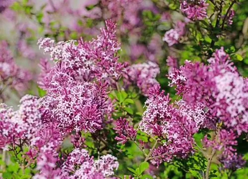 Taille du lilas nain