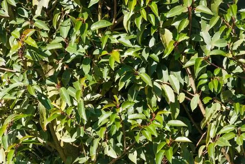 Poda del laurel cerezo portugués