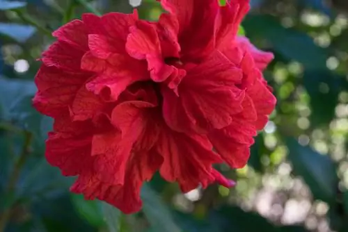 Hibiscus binnenshuis snijden: wanneer en hoe moet u dit correct doen