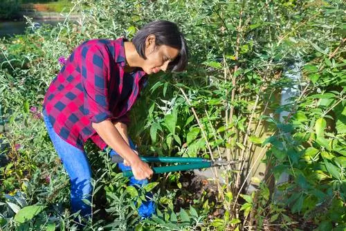 Cortar el árbol de las mariposas: Cuándo y cómo hacerlo correctamente