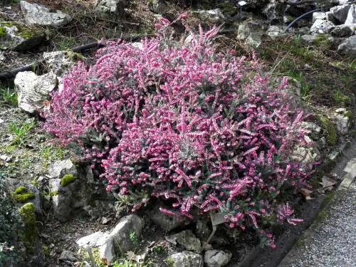 Corte de urze: quando e como para plantas com flores