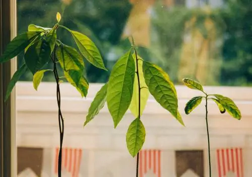 Avocado plant pruning