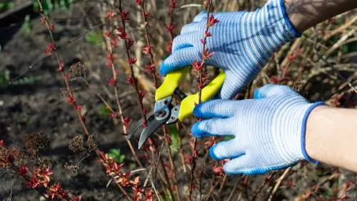 Taglio dei longheroni: quando e come farlo nel modo giusto