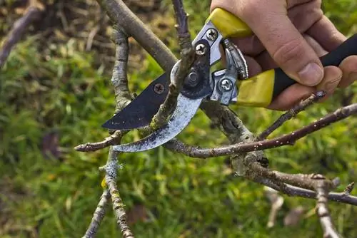 Crabapple pruning