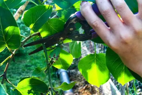 Lilac pruning