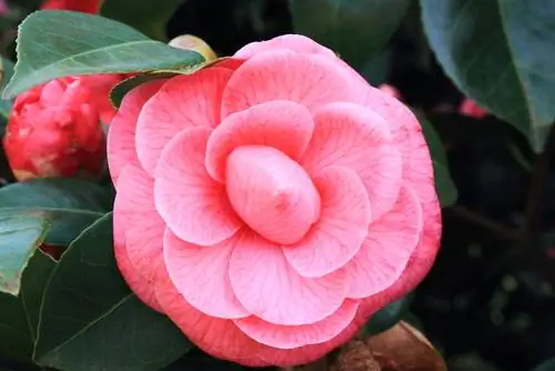 Para sa malalagong bulaklak: gupitin at alagaan nang tama ang mga camellias