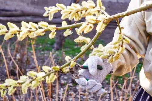 Söğüt ağacını doğru şekilde kesmek: bahçecilik için ipuçları