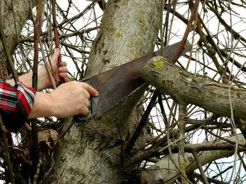 Walnut pruning