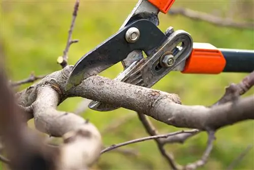 Mirabelle pruning