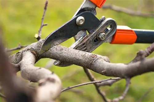 Tagliare gli alberi di mirabelle: quando e come farlo correttamente