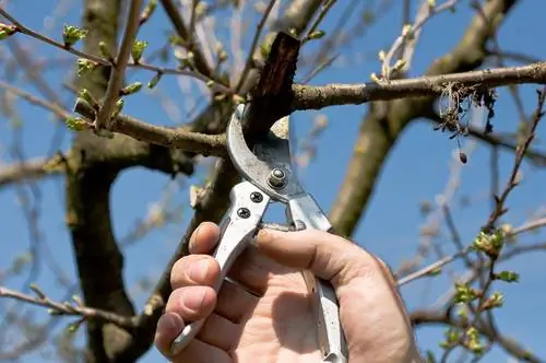 Ornamental cherry pruning