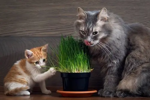 Gras voor katten