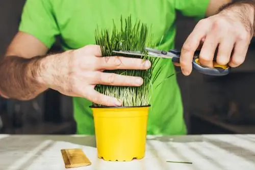 Cortar pasto para gatos