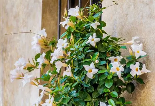 Klipp Dipladenia korrekt: Så här främjar du överflöd av blommor