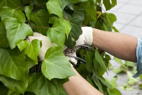 Tagliare l'edera: istruzioni per principianti e professionisti