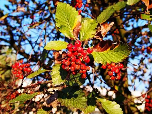 Whitebeam suedez: profili, vetitë dhe kujdesi