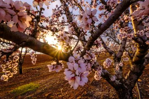 Poda de almendros