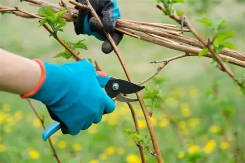 Corta correctamente los arbustos de bayas: para una cosecha abundante